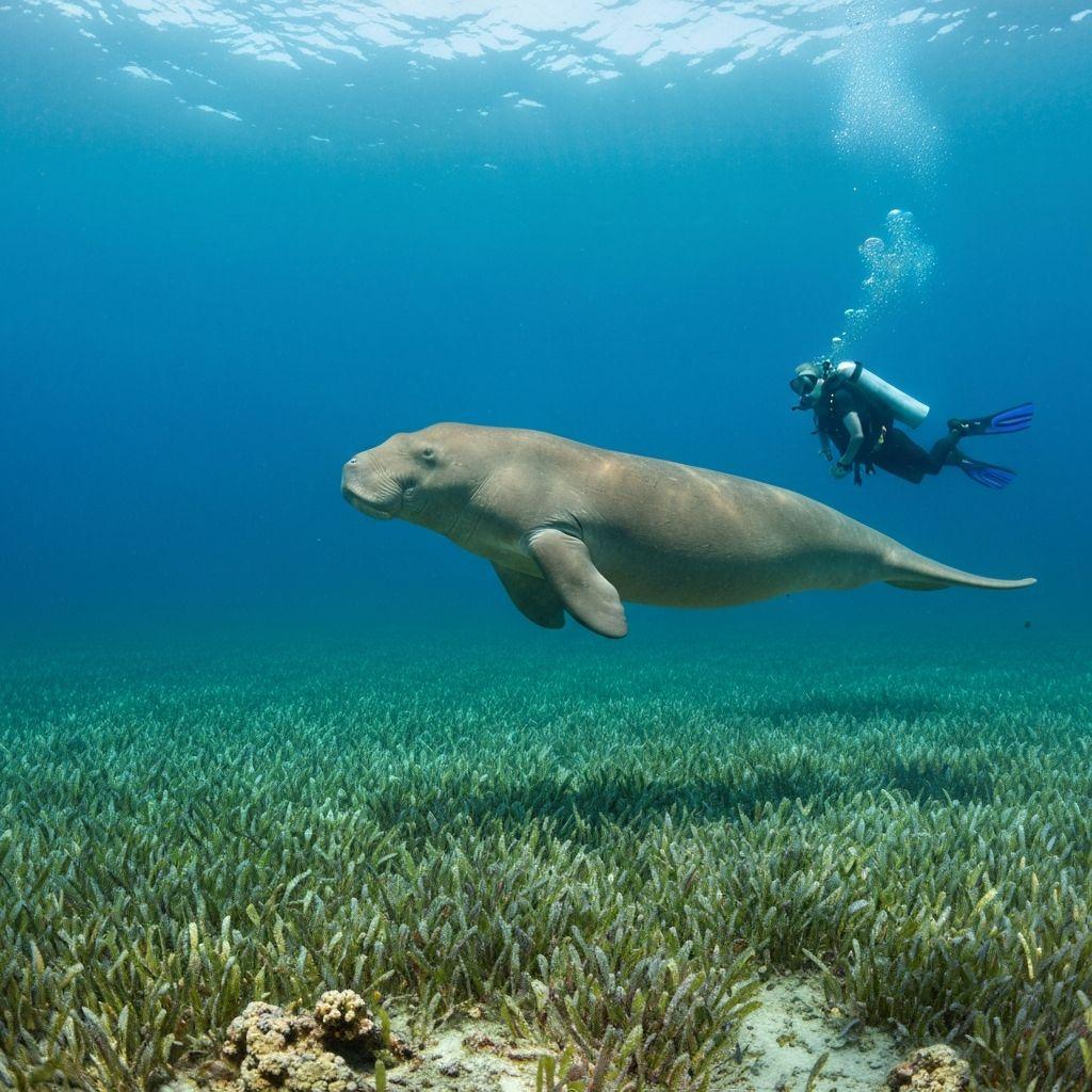 Dugong Seekuh schwimmt friedlich über Seegraswiesen im Roten Meer