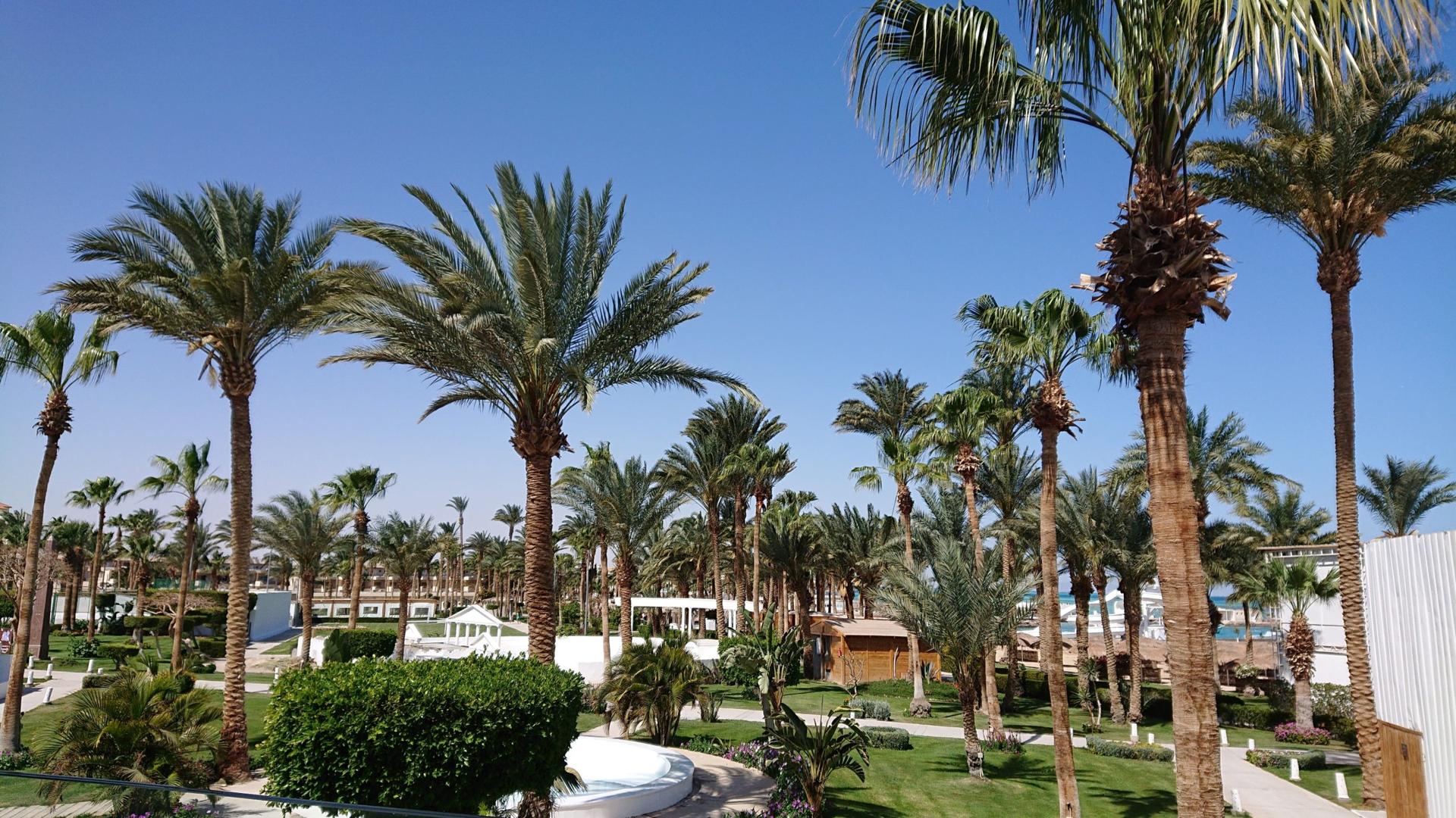 Weitläufige Palmenanlage des Meraki Resort Hurghada mit Blick Richtung Meer