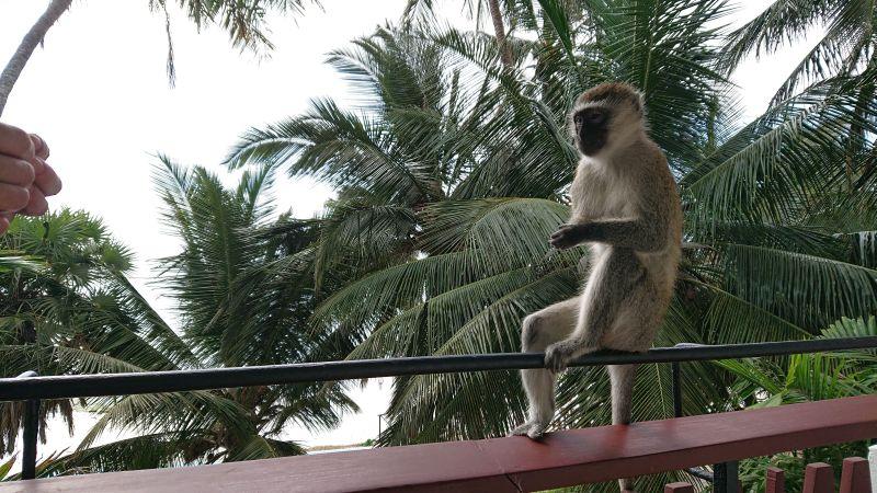 Meerkatze sitzt auf einem Hotelgeländer in Kenia mit Palmen im Hintergrund