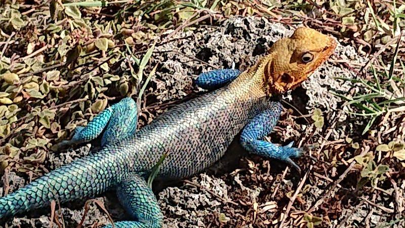 Bunte Agama-Eidechse mit blauem Körper und orangefarbenem Kopf auf trockenem Boden in Kenia