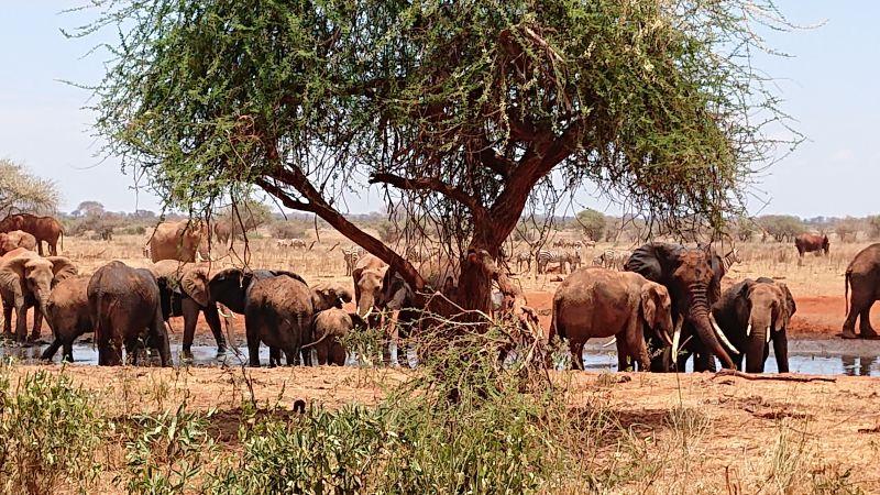 Große Elefantenherde an einem Wasserloch unter einem Akazienbaum im Tsavo Nationalpark Kenia