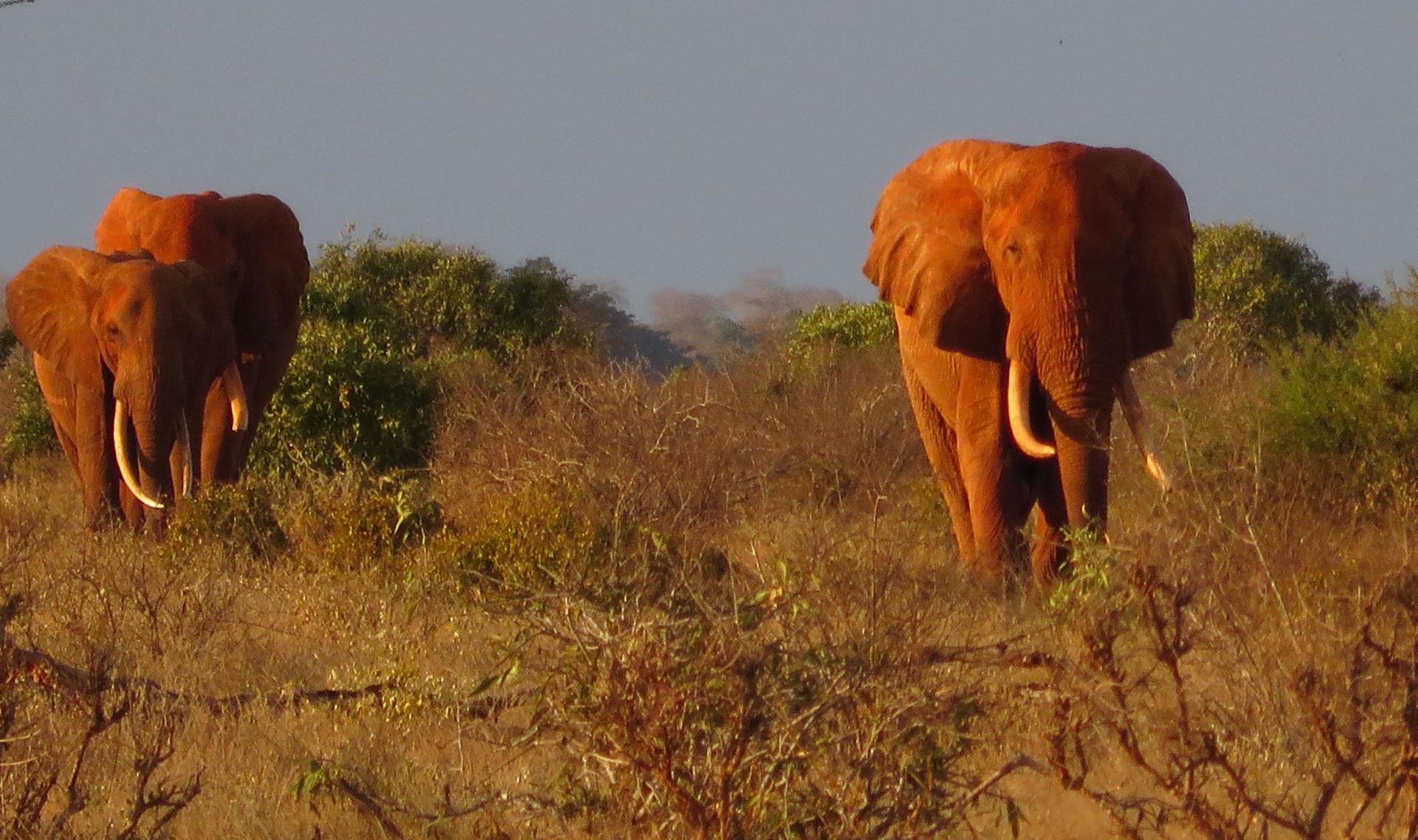 Kenia Urlaub 2026: Safari, Strand und unvergessliche Begegnungen