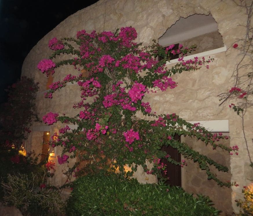 Pickalbatros Citadel Resort - Blühende Bougainvillea an der Natursteinmauer