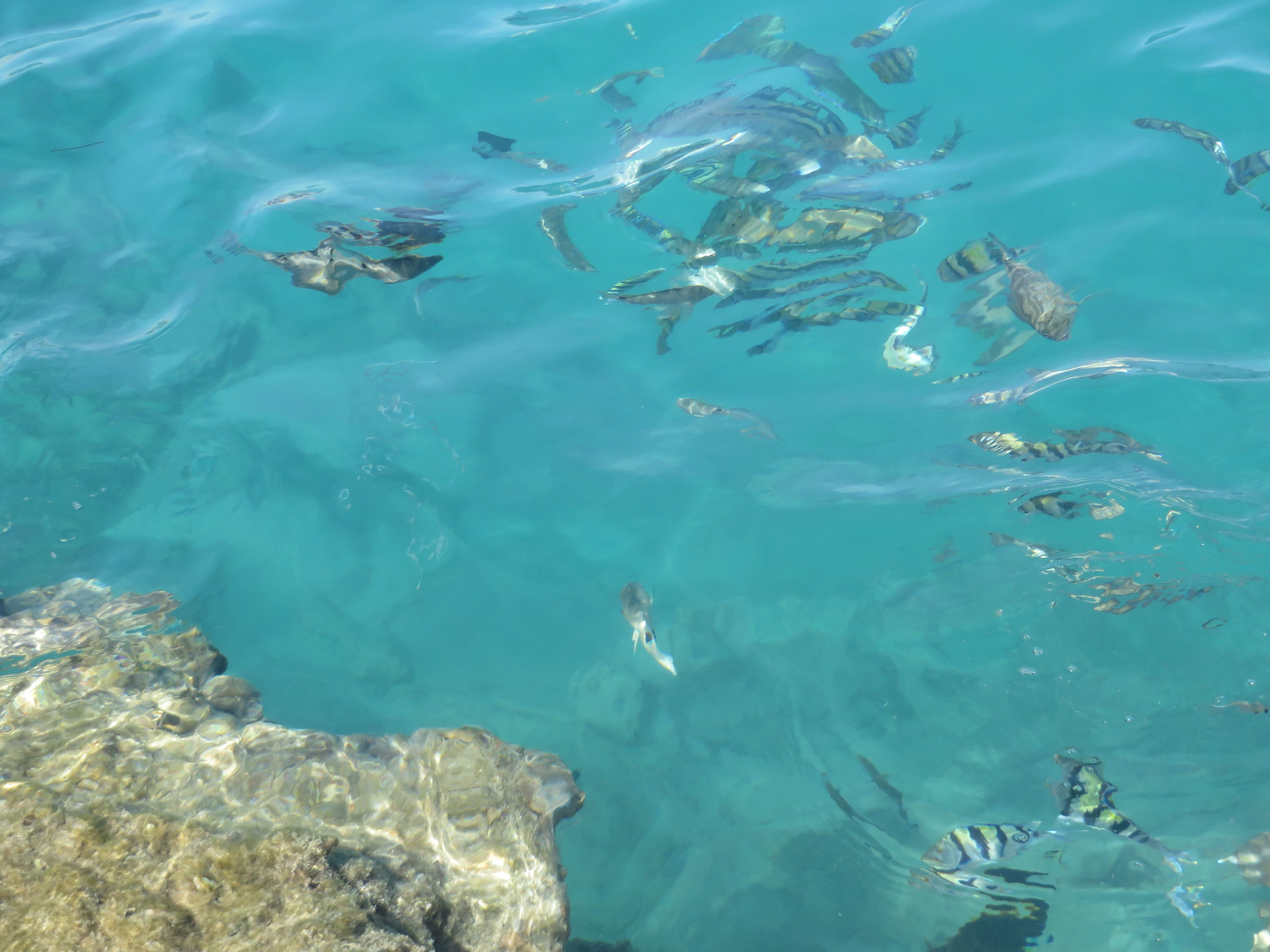 Unterwasserwelt am Hausriff Pickalbatros Citadel Resort - Bunter Doktorfisch am Korallenriff