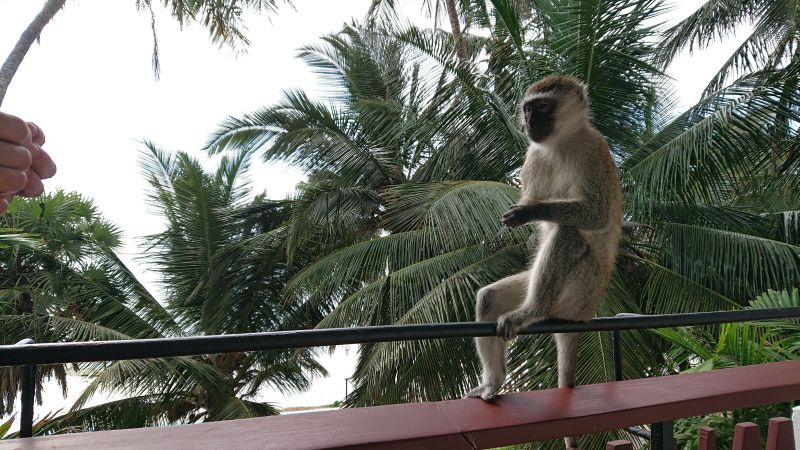 Meerkatze sitzt auf einem Hotelgeländer in Kenia mit Palmen im Hintergrund
